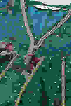 Peacock Green Polyester Anarkali Kurta Churidar Suit Set image number 1