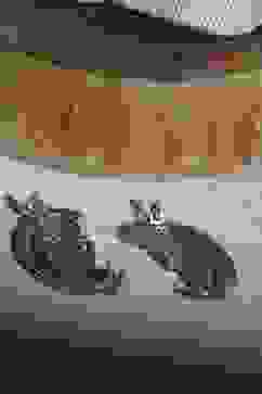 Oxidised Alloy Earcuff image number 2