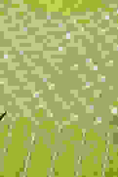 Green Printed Rayon Straight Kurta Regular Pant Suit Set image number 5