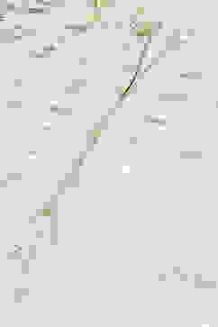 Sea Green Cotton Straight Kurta image number 1