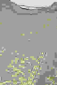 Sage Green Cotton Blend Straight Kurta Pants Suit Set image number 1