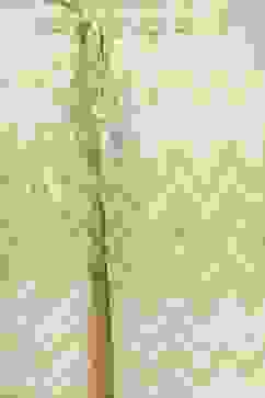 Green Cotton Straight Suit Set image number 2