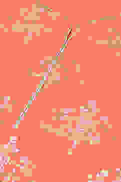 Coral Cotton Straight Kurta Regular Pants Suit Set image number 1