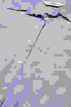 Powder Blue Cotton Printed Shirt image number 5