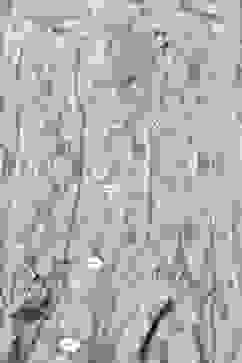 Ash Grey LIVA Flared Printed Short Kurti image number 1