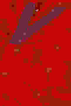 Red Yard-dyed Festive Straight Kurta image number 1