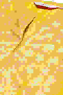 Yellow LIVA Straight Printed Kurta image number 1