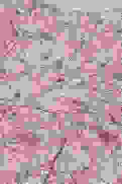 Peach Cotton Blend Straight Kurta Palazzo Suit Set image number 1