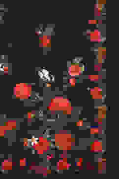 Rohit Bal Indigo Cotton Blend Saree image number 1