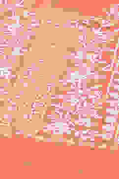 Coral Printed Rayon Straight Kurta Palazzo Suit Set image number 5