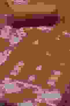 Rust Cotton Jamdani Unstitched Suit Set image number 1