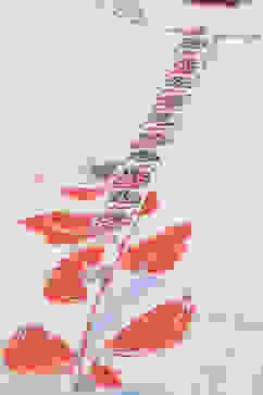 Ecru Rayon Straight Printed Kurta image number 5