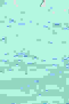 Sky Blue Schiffli Cotton Kurta & Palazzo image number 1