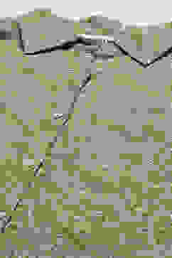 Olive Cotton Straight Kurta image number 1