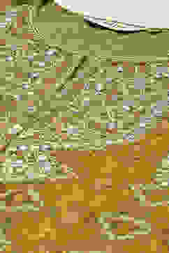 Olive Green Cotton Straight Kurta Sharara Suit Set image number 1