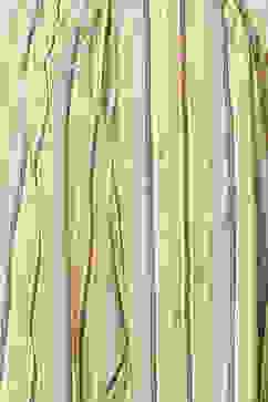 Olive Green Viscose Straight Kurta Palazzo Suit Set image number 2