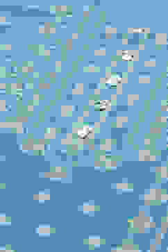 Blue Cotton Straight Kurta image number 1