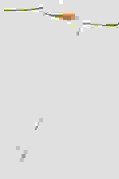 Off White LIVA Straight Solid Embroidered Top image number 1