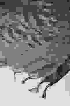 Black Cotton Blend Yarndyed Dupatta image number 1