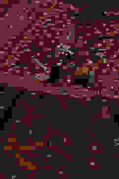 Pink & Purple Polyester Flared Printed Dress image number 1