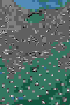 Peacock Green Rayon Straight Kurta Salwar Suit Set image number 1