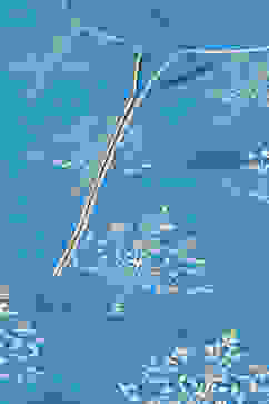 Royal Blue Cotton Straight Kurta Regular Pants Suit Set image number 1