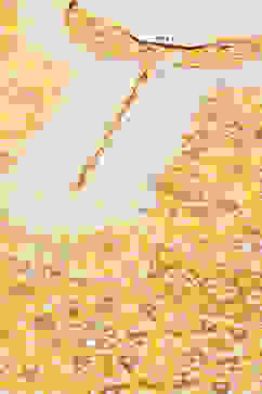 Yellow LIVA Straight Printed Kurta image number 1