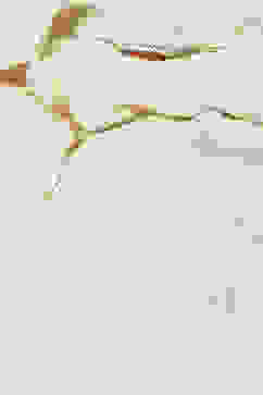 Beige Art Silk Straight Printed Shirt image number 1