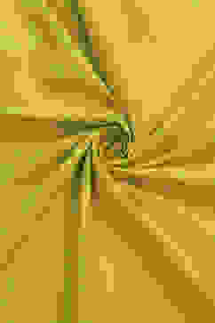 Yellow Cotton Applique Unstitched Suit Set image number 2