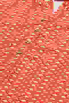 Orange Rayon Straight Printed Kurta image number 1