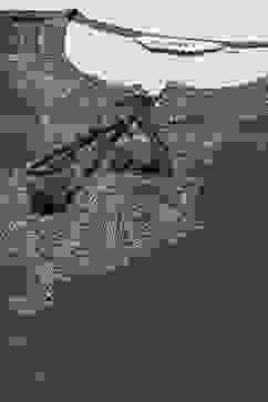 Green Cotton Blend Printed Straight Kurti image number 1