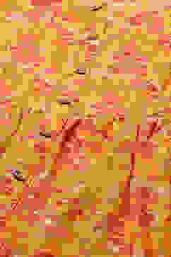 Yellow Cambric Flared Kurta Pant Suit Set image number 1