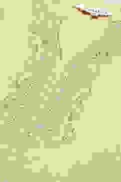 Yellow Cotton Blend Straight Kurta Suit Set image number 5