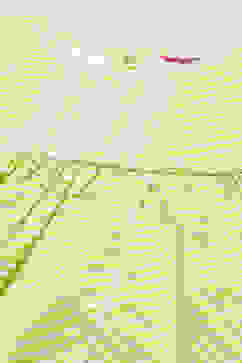 Green Leheriya Cotton Kurta With Palazzo & Net Dupatta image number 1