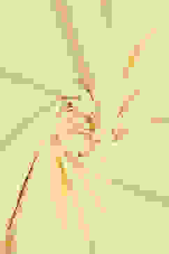 Yellow Chanderi Blend Unstitched Suit Set image number 3